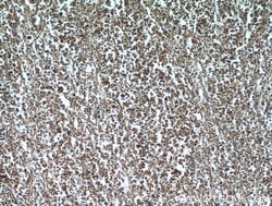 CD45 Rabbit anti-Human, Mouse, Rat, Polyclonal, Proteintech:Antibodies:Primary