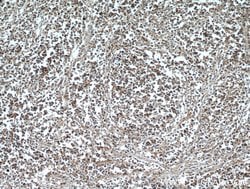 CD45 Rabbit anti-Human, Mouse, Rat, Polyclonal, Proteintech:Antibodies:Primary
