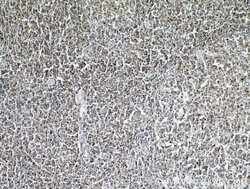 CD45 Rabbit anti-Human, Mouse, Rat, Polyclonal, Proteintech:Antibodies:Primary