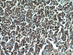 CD45 Rabbit anti-Human, Mouse, Rat, Polyclonal, Proteintech:Antibodies:Primary