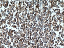 CD45 Rabbit anti-Human, Mouse, Rat, Polyclonal, Proteintech:Antibodies:Primary
