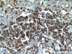 CD45 Rabbit anti-Human, Mouse, Rat, Polyclonal, Proteintech:Antibodies:Primary