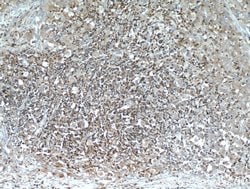 CD45 Rabbit anti-Human, Mouse, Rat, Polyclonal, Proteintech:Antibodies:Primary