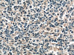 CD45 Rabbit anti-Human, Mouse, Rat, Polyclonal, Proteintech:Antibodies:Primary