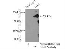 CD45 Rabbit anti-Human, Mouse, Rat, Polyclonal, Proteintech:Antibodies:Primary