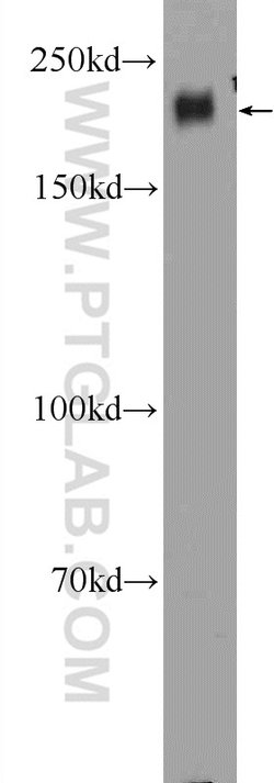 CD45 Rabbit anti-Human, Mouse, Rat, Polyclonal, Proteintech:Antibodies:Primary