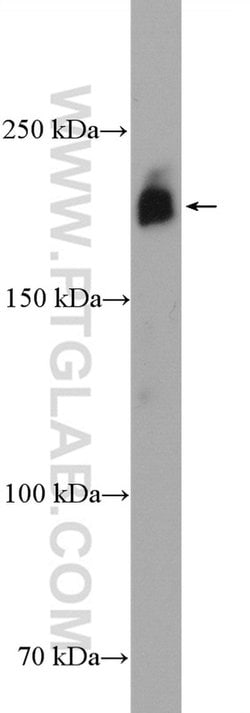 CD45 Rabbit anti-Human, Mouse, Rat, Polyclonal, Proteintech:Antibodies:Primary