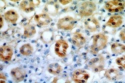 FAM96B Rabbit anti-Human, Mouse, Rat, Polyclonal, Proteintech:Antibodies:Primary