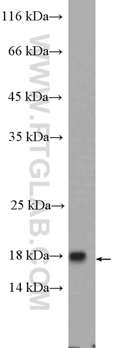 FAM96B Rabbit anti-Human, Mouse, Rat, Polyclonal, Proteintech:Antibodies:Primary