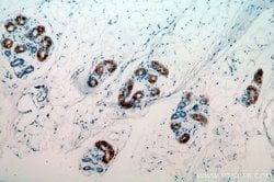 C14orf94 Rabbit anti-Human, Mouse, Polyclonal, Proteintech:Antibodies:Primary