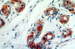 C14orf94 Rabbit anti-Human, Mouse, Polyclonal, Proteintech:Antibodies:Primary