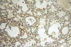 C14orf94 Rabbit anti-Human, Mouse, Polyclonal, Proteintech:Antibodies:Primary