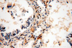 C14orf94 Rabbit anti-Human, Mouse, Polyclonal, Proteintech:Antibodies:Primary