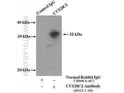 CUEDC2 Rabbit anti-Human, Mouse, Polyclonal, Proteintech:Antibodies:Primary