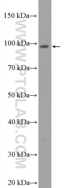 C15orf39 Rabbit anti-Human, Polyclonal, Proteintech 150 &mu;L; Unconjugated:Antibodies,