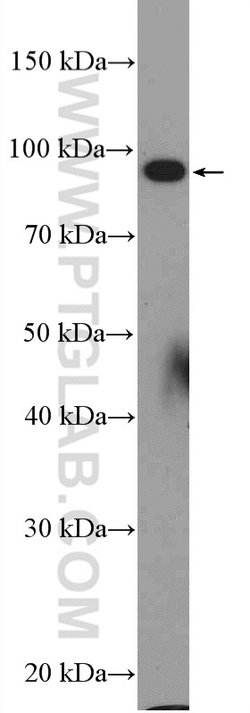 C15orf39 Rabbit anti-Human, Polyclonal, Proteintech 150 &mu;L; Unconjugated:Antibodies,