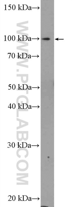 C15orf39 Rabbit anti-Human, Polyclonal, Proteintech 150 &mu;L; Unconjugated:Antibodies,