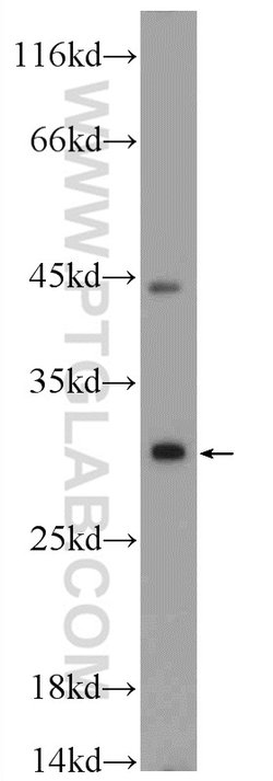 CXorf26 Rabbit anti-Human, Mouse, Polyclonal, Proteintech 150 &mu;L; Unconjugated:Antibodies,
