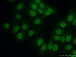 HNRNPUL2 Rabbit anti-Human, Polyclonal, Proteintech 150 &mu;L; Unconjugated:Antibodies,