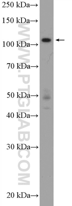 HNRNPUL2 Rabbit anti-Human, Polyclonal, Proteintech 150 &mu;L; Unconjugated:Antibodies,