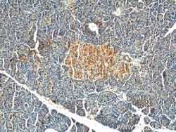 GPR81 Rabbit anti-Human, Polyclonal, Proteintech 20 &mu;L; Unconjugated:Antibodies,