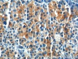 GPR81 Rabbit anti-Human, Polyclonal, Proteintech 20 &mu;L; Unconjugated:Antibodies,