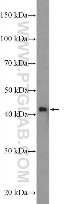BRP16 Rabbit anti-Human, Mouse, Polyclonal, Proteintech 150 &mu;L; Unconjugated:Antibodies,