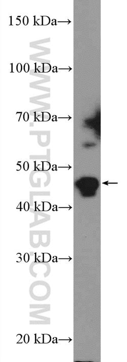 BRP16 Rabbit anti-Human, Mouse, Polyclonal, Proteintech 150 &mu;L; Unconjugated:Antibodies,