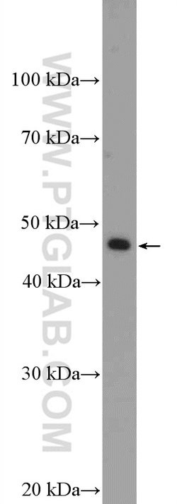 BRP16 Rabbit anti-Human, Mouse, Polyclonal, Proteintech 150 &mu;L; Unconjugated:Antibodies,