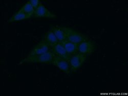 BRP16 Rabbit anti-Human, Mouse, Polyclonal, Proteintech 150 &mu;L; Unconjugated:Antibodies,