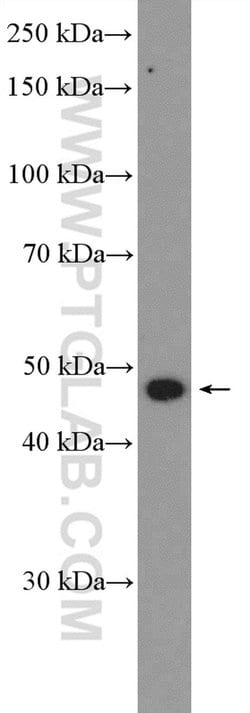 BRP16 Rabbit anti-Human, Mouse, Polyclonal, Proteintech 150 &mu;L; Unconjugated:Antibodies,