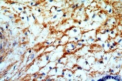 GPR105 Rabbit anti-Human, Mouse, Rat, Polyclonal, Proteintech 150 &mu;L;