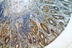 GPR105 Rabbit anti-Human, Mouse, Rat, Polyclonal, Proteintech 150 &mu;L;