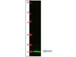 IL-2 Polyclonal Antibody, Rockland:Antibodies:Primary Antibodies