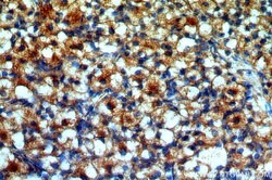 POTEA Rabbit anti-Human, Polyclonal, Proteintech:Antibodies:Primary Antibodies
