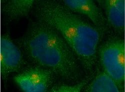 ARF6 Rabbit anti-Human, Mouse, Polyclonal, Proteintech 150 &mu;L; Unconjugated:Antibodies,