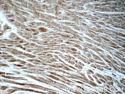 ARF6 Rabbit anti-Human, Mouse, Polyclonal, Proteintech 150 &mu;L; Unconjugated:Antibodies,