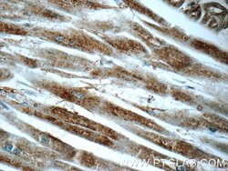 ARF6 Rabbit anti-Human, Mouse, Polyclonal, Proteintech 150 &mu;L; Unconjugated:Antibodies,