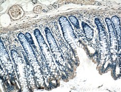 ARF6 Rabbit anti-Human, Mouse, Polyclonal, Proteintech 150 &mu;L; Unconjugated:Antibodies,