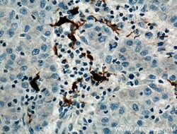 ARF6 Rabbit anti-Human, Mouse, Polyclonal, Proteintech 150 &mu;L; Unconjugated:Antibodies,