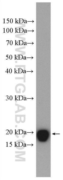 ARF6 Rabbit anti-Human, Mouse, Polyclonal, Proteintech 150 &mu;L; Unconjugated:Antibodies,