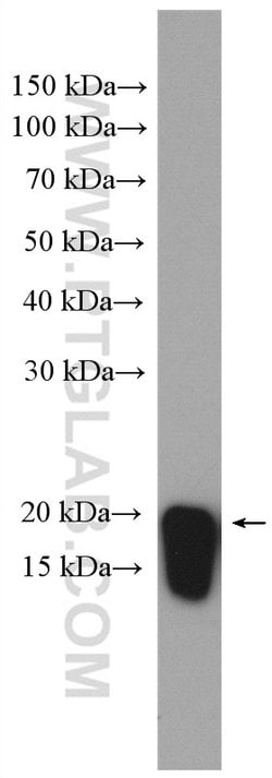 ARF6 Rabbit anti-Human, Mouse, Polyclonal, Proteintech 150 &mu;L; Unconjugated:Antibodies,