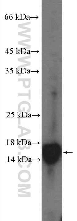 ARF6 Rabbit anti-Human, Mouse, Polyclonal, Proteintech 150 &mu;L; Unconjugated:Antibodies,