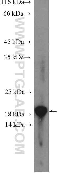 ARF6 Rabbit anti-Human, Mouse, Polyclonal, Proteintech 150 &mu;L; Unconjugated:Antibodies,