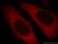 ARF5 Rabbit anti-Human, Mouse, Rat, Polyclonal, Proteintech:Antibodies:Primary