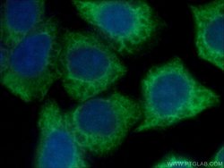 ARF5 Rabbit anti-Human, Mouse, Rat, Polyclonal, Proteintech:Antibodies:Primary