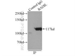 RADIL Rabbit anti-Human, Polyclonal, Proteintech:Antibodies:Primary Antibodies