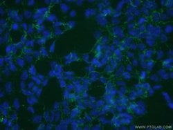 SLC13A4 Rabbit anti-Human, Mouse, Rat, Polyclonal, Proteintech:Antibodies:Primary