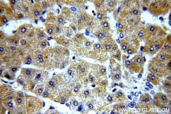 ELOVL2 Rabbit anti-Human, Mouse, Rat, Polyclonal, Proteintech