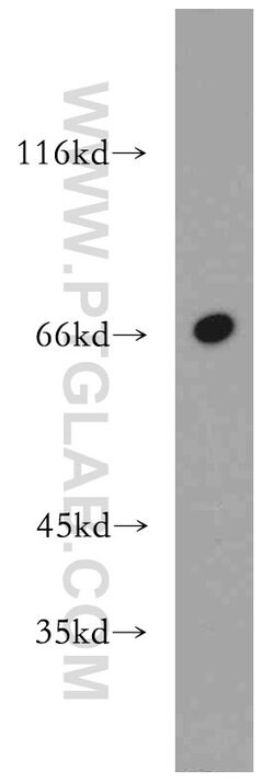 MEF2C Rabbit anti-Human, Mouse, Rat, Polyclonal, Proteintech 150 &mu;L;